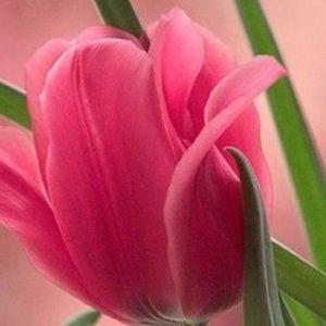 Meet your Posher, Sonia